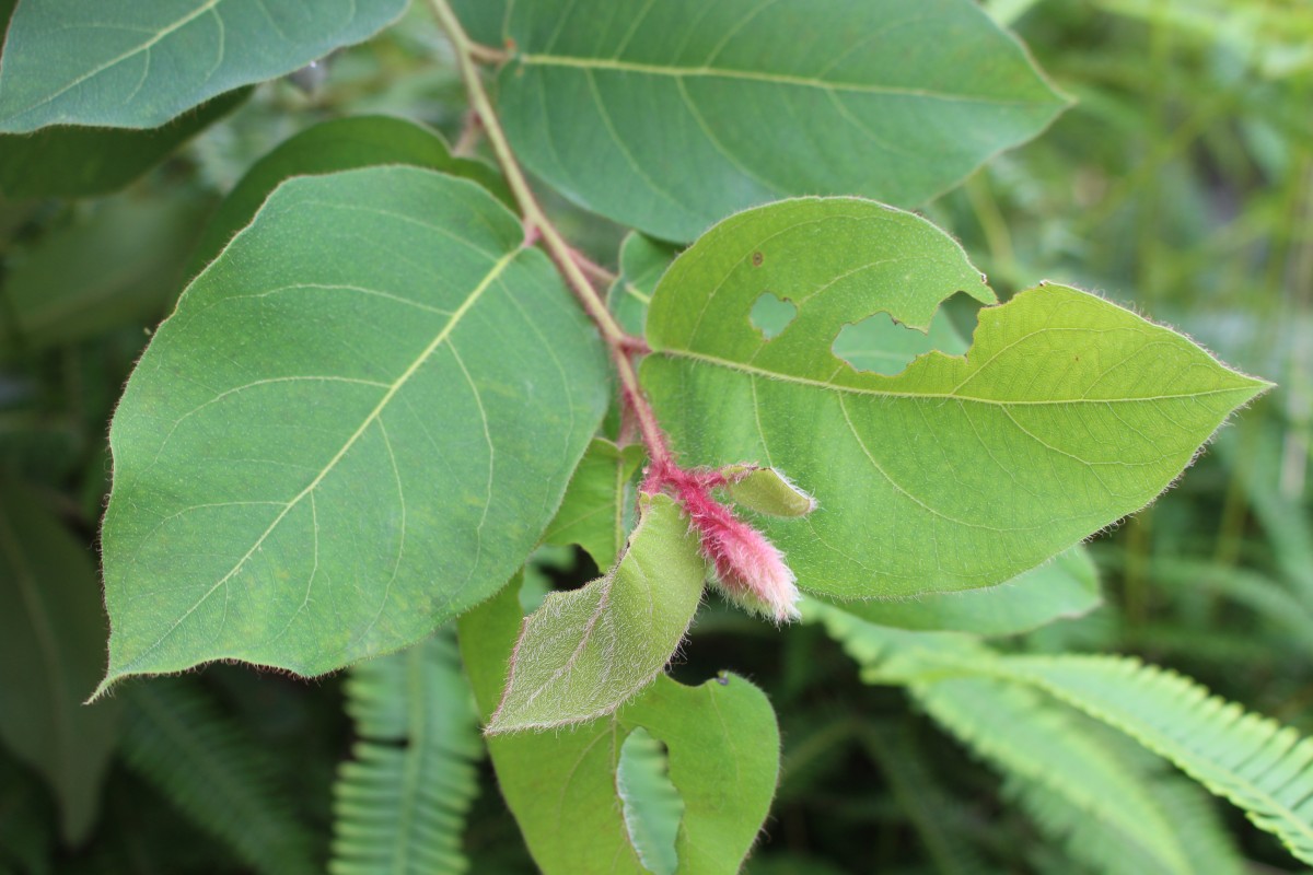 Corymbia torelliana (F.Muell.) K.D.Hill & L.A.S.Johnson